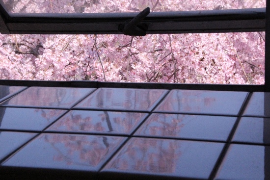 6388-15.3.31一重紅枝垂れ桜　タイルに映る.jpg